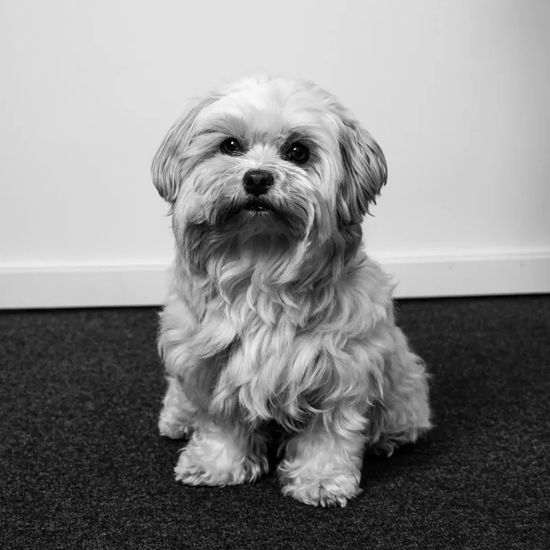 Bürohund Quando